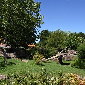 Giant Panda outdoours (1/2)