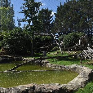 Snow Leopard enclosure