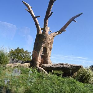 the world's ugliest baobab