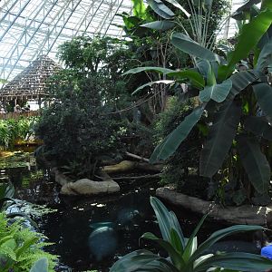 Manatee tank from above