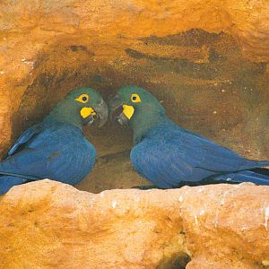 Lear's Macaws (Anodorhynchus leari)- Old Photo, 2018