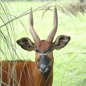 Eastern Bongo, September 2020