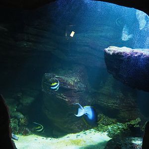 Heniochus, Surgeonfish, Humpback grouper and Orbicular batfish tank, 2020-09-03