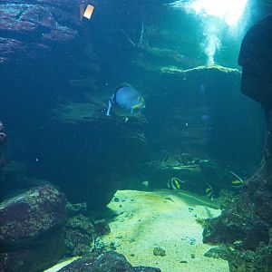 Heniochus, Surgeonfish, Humpback grouper and Orbicular batfish tank, 2020-09-03