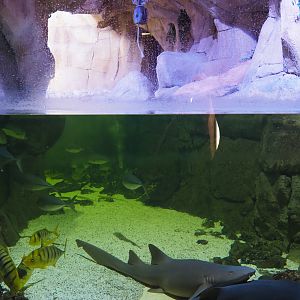 Atlantic nurse shark, stingray and trevally tank, 2020-09-03
