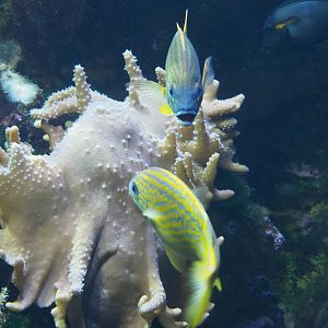 French grunts (Haemulon flavolineatum), 2020-09-03