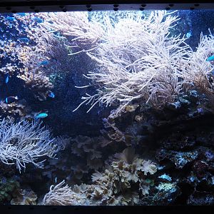 Small coral reef tank, 2020-09-03