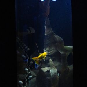 Weird Goldfish cylinder tank with fake kelp, 2020-09-03