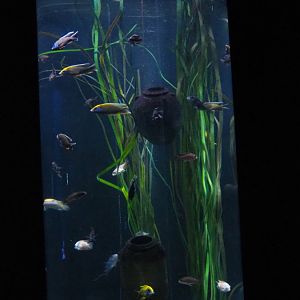 African cichlid cylinder tank, 2020-09-03