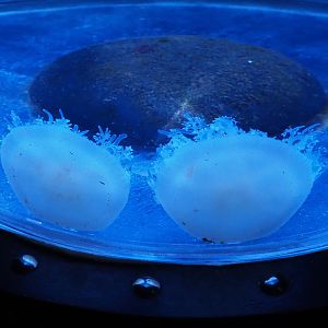 Spotted lagoon jellyfish (Mastigias papua), 2020-09-03