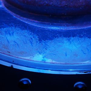 Spotted lagoon jellyfish (Mastigias papua), 2020-09-03