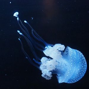 White-spotted jellyfish (Phyllorhiza punctata), 2020-09-03