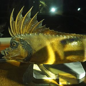 Specimen Smooth horsefish (Congiopodus torvus), 2020-09-03