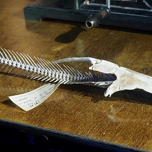 Loricariidae Catfish skeleton, 2020-09-03