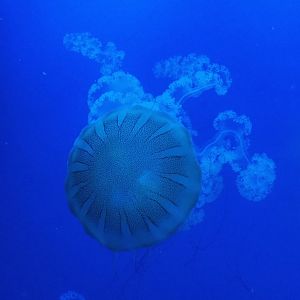 Sea nettle jellyfish (Chrysaora species), 2020-09-03