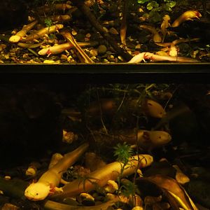 Lots of Axolotls, 2020-09-03