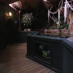 Tambaqui and Redtail catfish tank, 2020-09-03