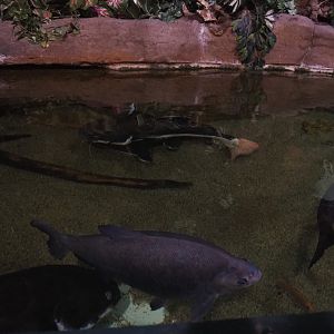 Tambaqui and Redtail catfish tank, 2020-09-03