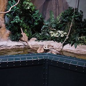 Banded Archerfish and Spotted scat tank, 2020-09-03