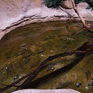 Banded Archerfish and Spotted scat tank, 2020-09-03