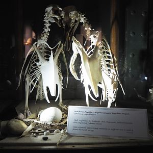 Magellanic penguin skeletons and egg, 2020-09-03
