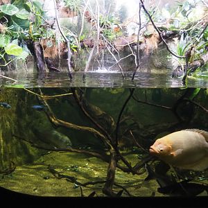 Giant gourami, Clown knifefish and Sutchi catfish tank, 2020-09-03
