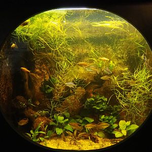 Congo tetra tank, 2020-09-03