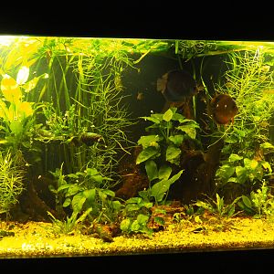 Blue discus fish and tetra tank, 2020-09-03