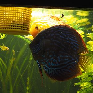 Blue discus fish (Symphysodon aequifasciatus), 2020-09-03