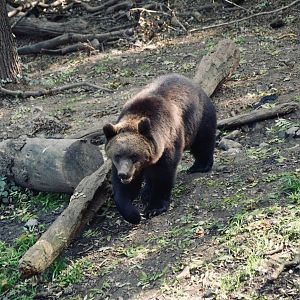 Brown Bear - September 2020