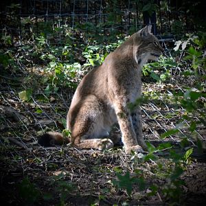 Eurasian Lynx - September 2020