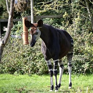 Okapi - September 2020