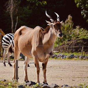 Common Eland - September 2020