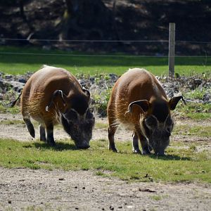 Red River Hog - September 2020