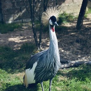 East African Grey Crowned Crane - September 2020
