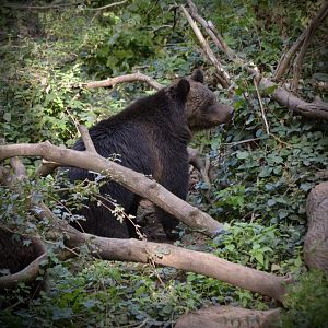 Brown Bear - September 2020