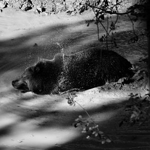 Brown Bear - September 2020