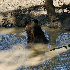 Brown Bear - September 2020