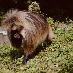 Gelada Baboon - September 2020