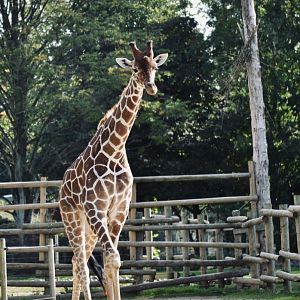 Reticulated Giraffe - September 2020