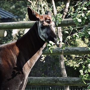 Okapi - September 2020