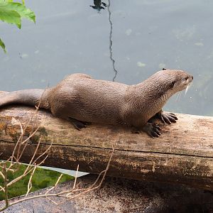 Indochinese smooth-coated otter (Lutrogale perspicillata perspicillata), 2020-09-03