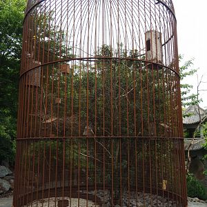 Aviary Black-naped oriole and Red-billed Leiothrix, 2020-09-03