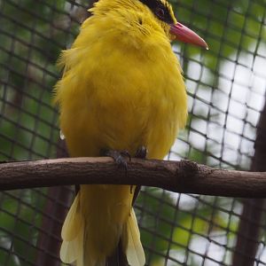 Black-naped oriole (Oriolus chinensis), 2020-09-03