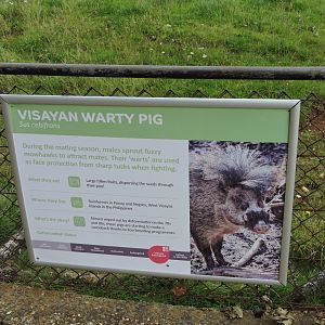 Warty Pig Sign