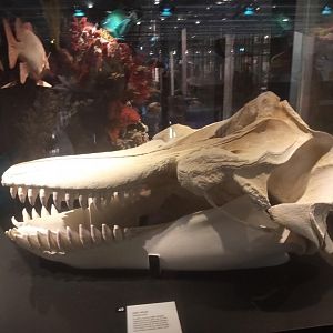 Killer Whale (Orcinus orca) Skull