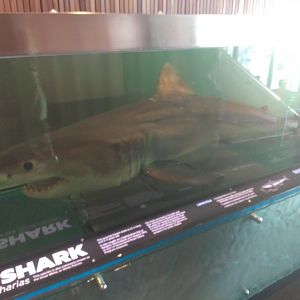 Great White Shark (Carcharodon carcharias)