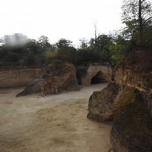 Kordofan Giraffe & Grevy Zebra enclosure