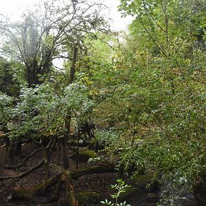 Red Panda & Reeve's Muntjac enclosure