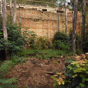 Six-banded Armadillo enclosure in S-American aviary